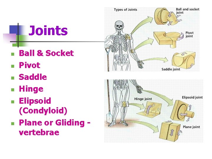 Joints n n n Ball & Socket Pivot Saddle Hinge Elipsoid (Condyloid) Plane or