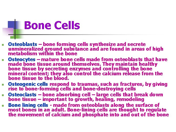 Bone Cells n n n Osteoblasts – bone forming cells synthesize and secrete unmineralized