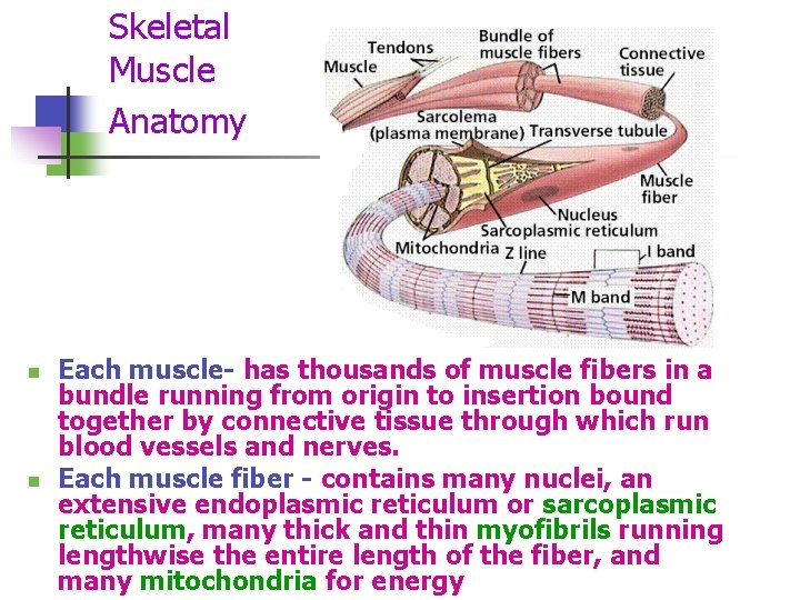 Skeletal Muscle Anatomy n n Each muscle- has thousands of muscle fibers in a