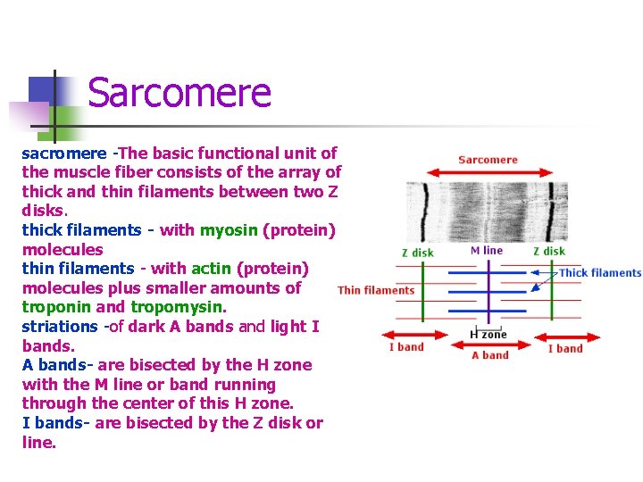 Sarcomere sacromere -The basic functional unit of the muscle fiber consists of the array