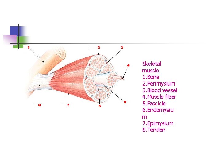 Skeletal muscle 1. Bone 2. Perimysium 3. Blood vessel 4. Muscle fiber 5. Fascicle