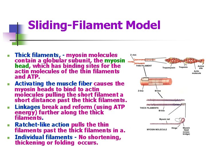 Sliding-Filament Model n n n Thick filaments, - myosin molecules contain a globular subunit,