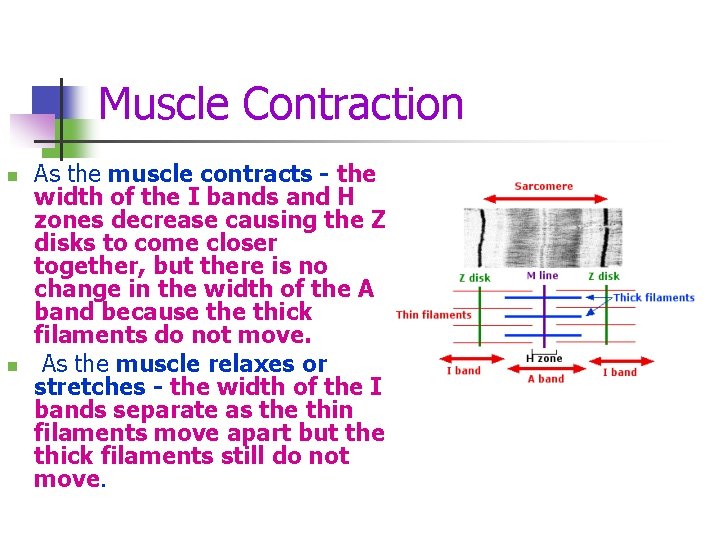 Muscle Contraction n n As the muscle contracts - the width of the I
