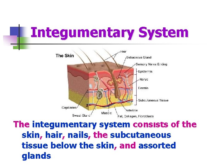 Integumentary System The integumentary system consists of the skin, hair, nails, the subcutaneous tissue