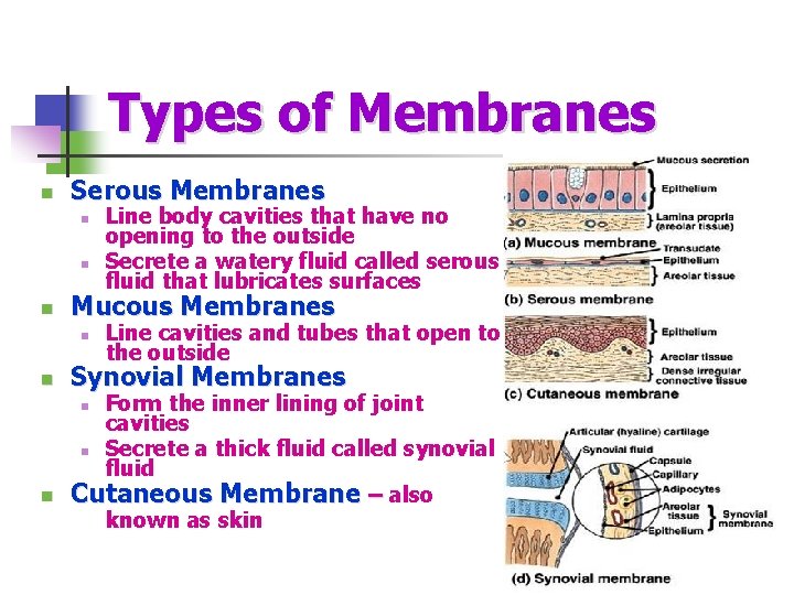 Types of Membranes n Serous Membranes n n n Mucous Membranes n n Line
