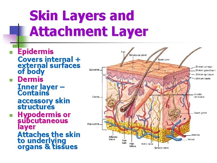 Skin Layers and Attachment Layer Epidermis Covers internal + external surfaces of body n