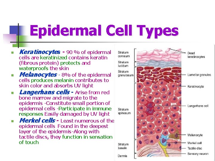 Epidermal Cell Types n n Keratinocytes - s 90 % of epidermal cells are