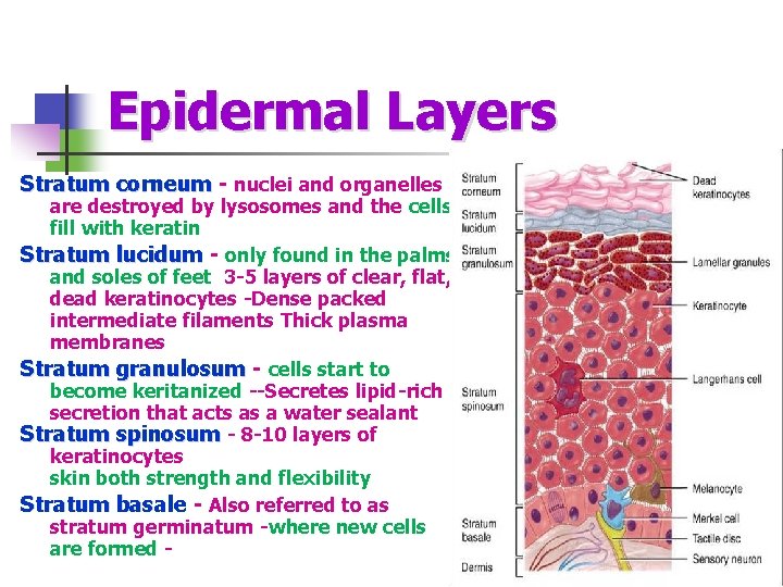Epidermal Layers Stratum corneum - Stratum corneum nuclei and organelles are destroyed by lysosomes