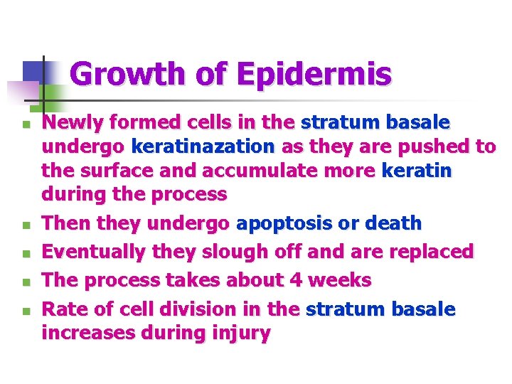 Growth of Epidermis n n n Newly formed cells in the stratum basale undergo