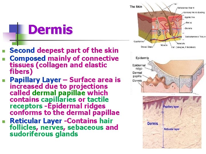 Dermis n n Second deepest part of the skin Second Composed mainly of connective