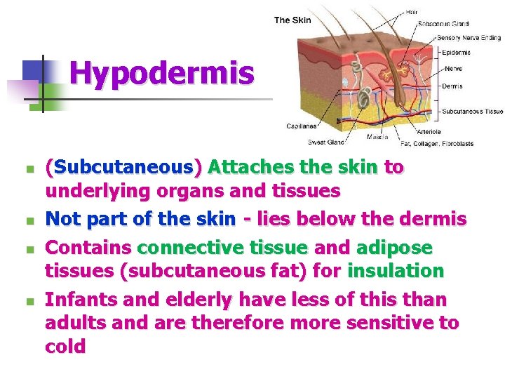 Hypodermis n n (Subcutaneous) Attaches the skin to underlying organs and tissues Not part