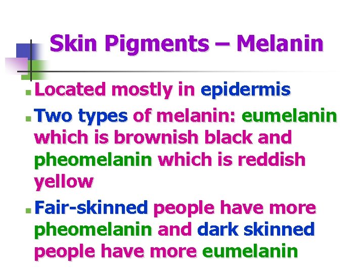 Skin Pigments – Melanin Located mostly in epidermis n Two types of melanin: eumelanin