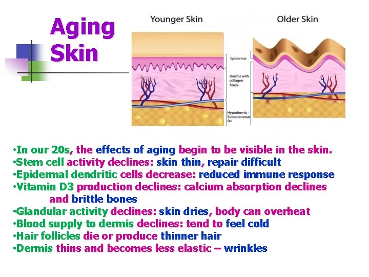 Aging Skin • In our 20 s, the effects of aging begin to be