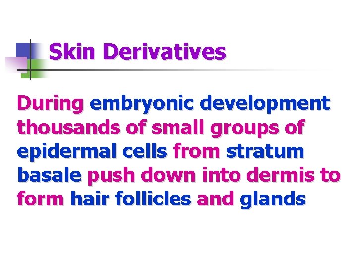 Skin Derivatives During embryonic development thousands of small groups of epidermal cells from stratum