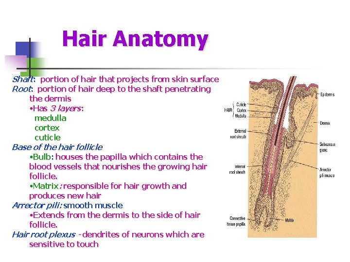 Hair Anatomy Shaft: portion of hair that projects from skin surface Root: portion of