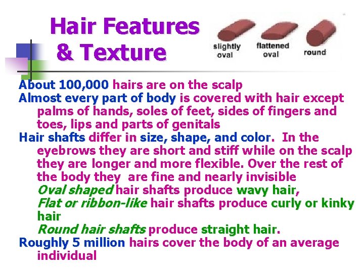 Hair Features & Texture About 100, 000 hairs are on the scalp About 100,