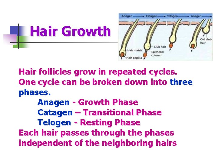 Hair Growth Hair follicles grow in repeated cycles. One cycle can be broken down