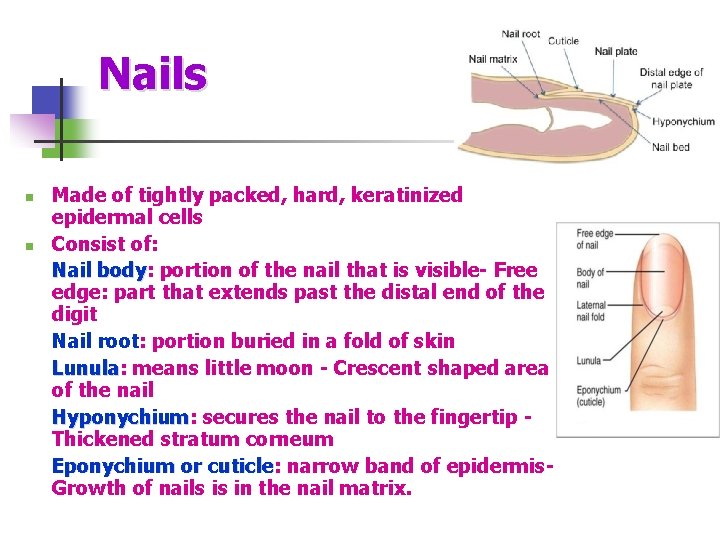 Nails n n Made of tightly packed, hard, keratinized epidermal cells Consist of: Nail