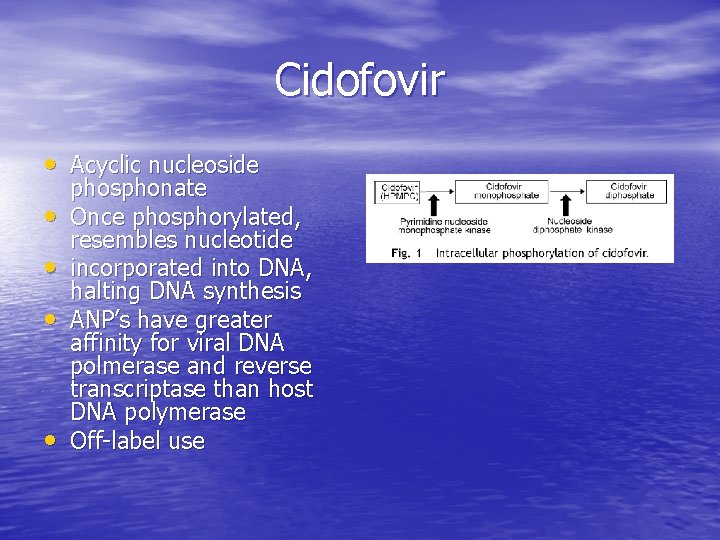 Cidofovir • Acyclic nucleoside • • phosphonate Once phosphorylated, resembles nucleotide incorporated into DNA,