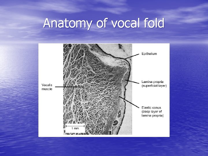 Anatomy of vocal fold 