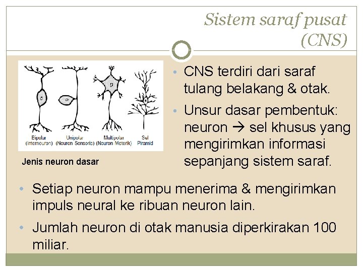 Sistem saraf pusat (CNS) • CNS terdiri dari saraf tulang belakang & otak. •