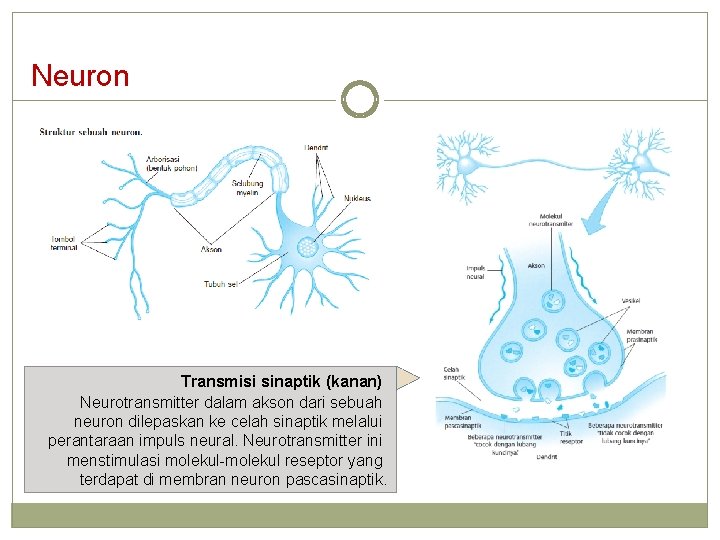 Neuron Transmisi sinaptik (kanan) Neurotransmitter dalam akson dari sebuah neuron dilepaskan ke celah sinaptik