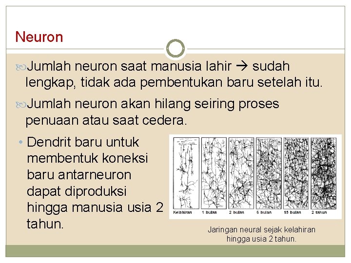 Neuron Jumlah neuron saat manusia lahir sudah lengkap, tidak ada pembentukan baru setelah itu.