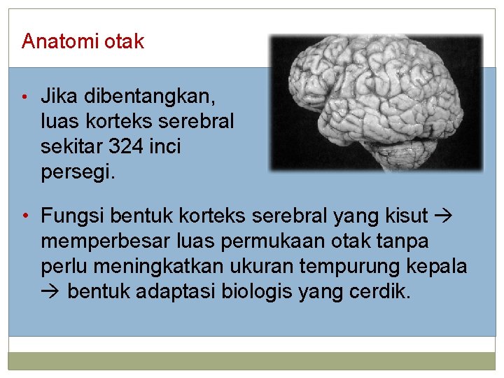 Anatomi otak • Jika dibentangkan, luas korteks serebral sekitar 324 inci persegi. • Fungsi