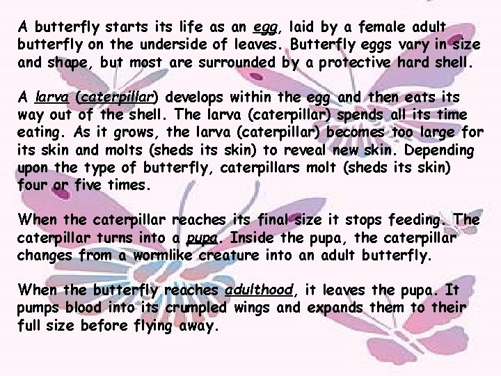 A butterfly starts its life as an egg, laid by a female adult butterfly