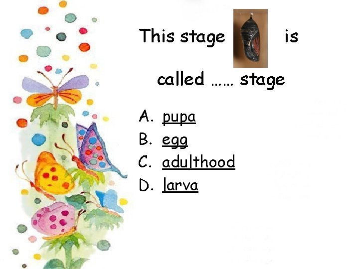 This stage is called …… stage A. B. C. D. pupa egg adulthood larva