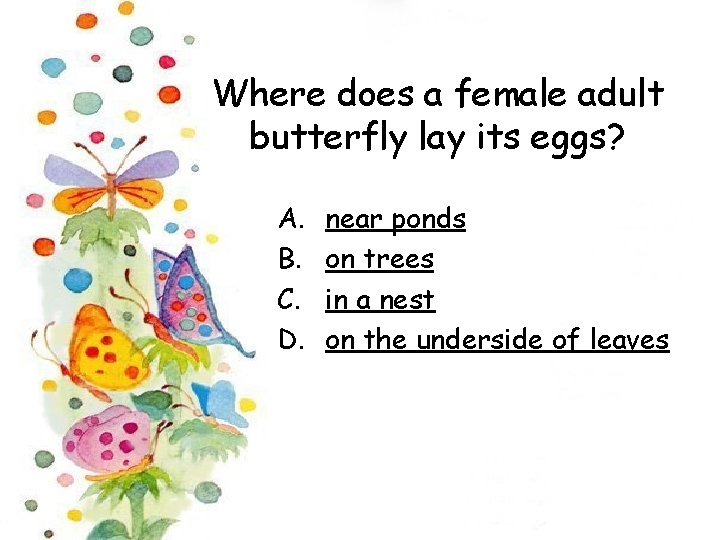 Where does a female adult butterfly lay its eggs? A. B. C. D. near