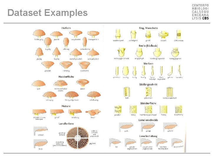 Dataset Examples Dataset Examples