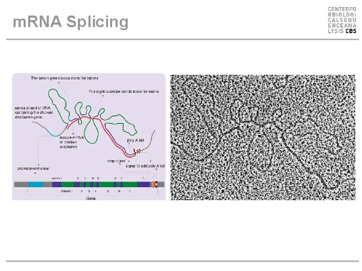 m. RNA Splicing m. RNA Splicing