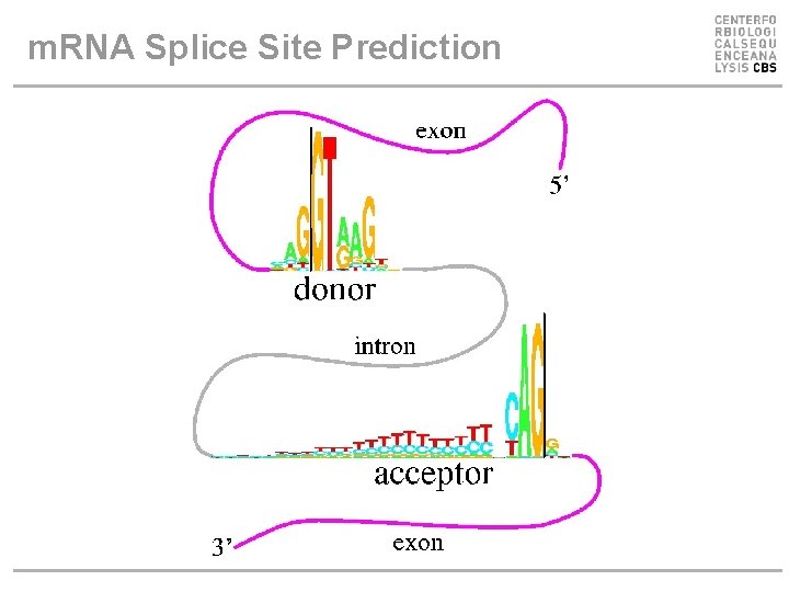 m. RNA Splice Site Prediction m. RNA Splice Site Prediction