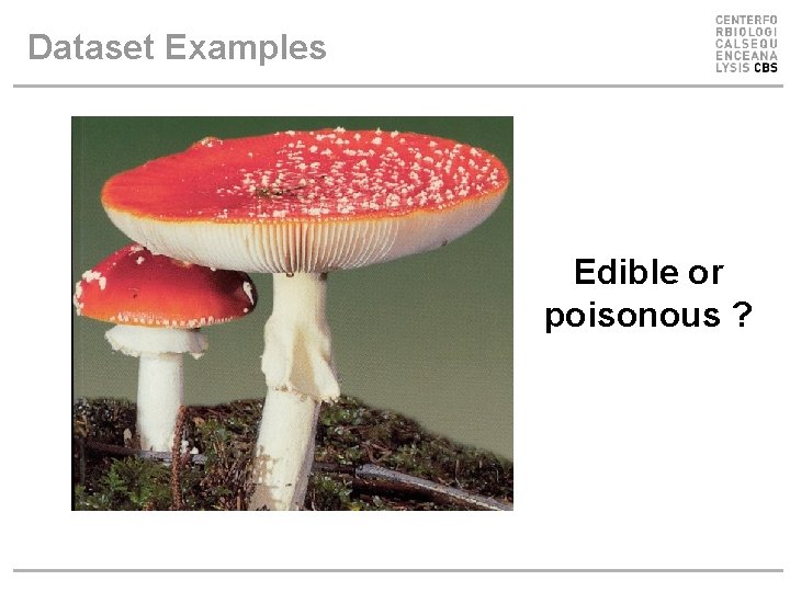Dataset Examples Edible or poisonous ? Dataset Examples Edible or poisonous ?
