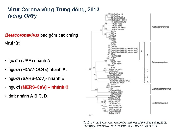 Virut Corona vùng Trung đông, 2013 (vùng ORF) Betacoronavirus bao gồm các chủng virut