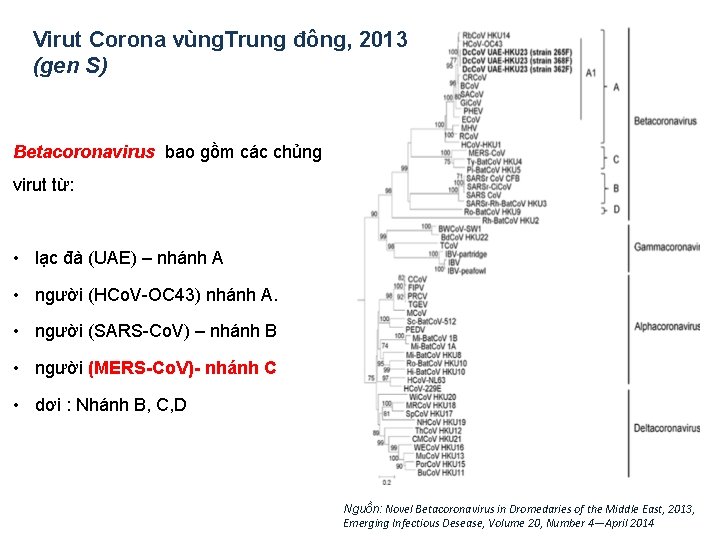 Virut Corona vùng. Trung đông, 2013 (gen S) Betacoronavirus bao gồm các chủng virut