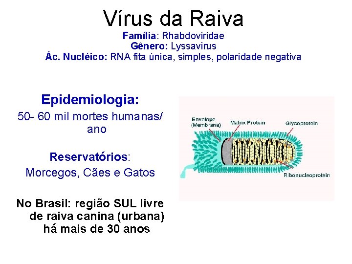 Vírus da Raiva Família: Rhabdoviridae Gênero: Lyssavirus Ác. Nucléico: RNA fita única, simples, polaridade
