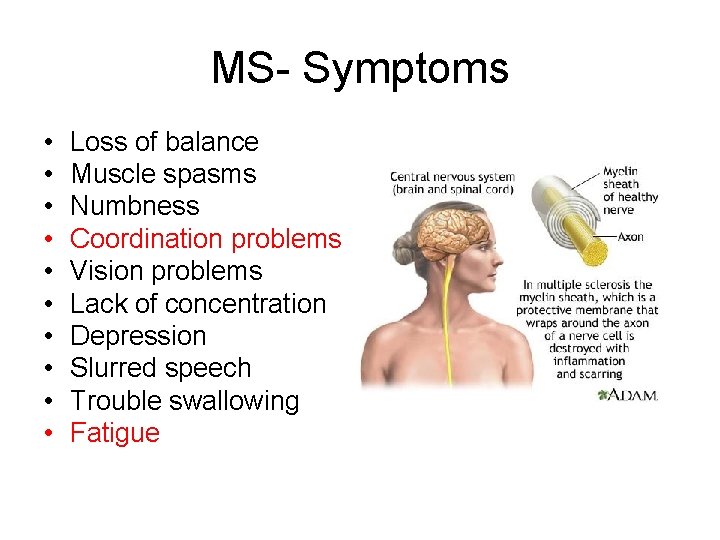 MS- Symptoms • • • Loss of balance Muscle spasms Numbness Coordination problems Vision