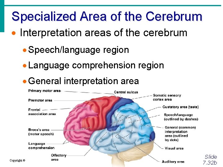 Specialized Area of the Cerebrum · Interpretation areas of the cerebrum · Speech/language region