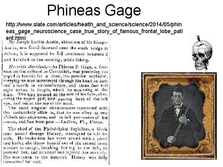 Phineas Gage http: //www. slate. com/articles/health_and_science/2014/05/phin eas_gage_neuroscience_case_true_story_of_famous_frontal_lobe_pati ent. html 