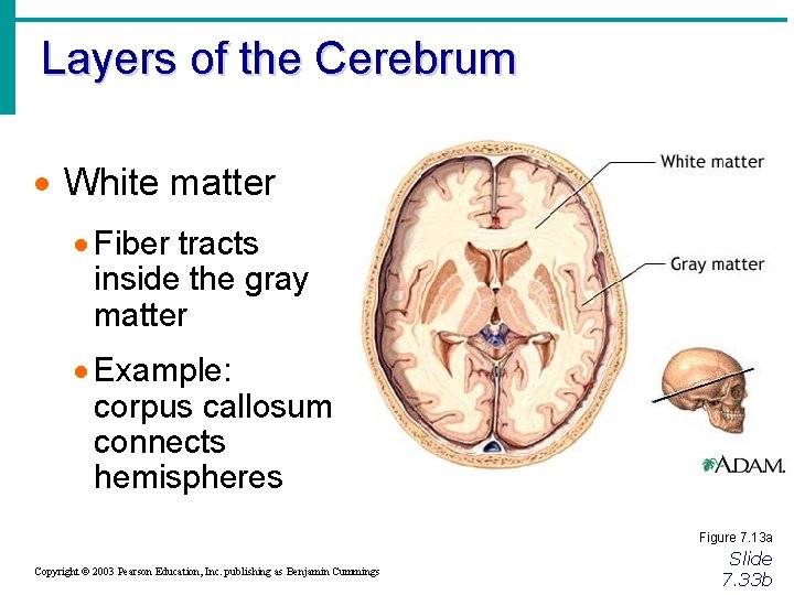 Layers of the Cerebrum · White matter · Fiber tracts inside the gray matter