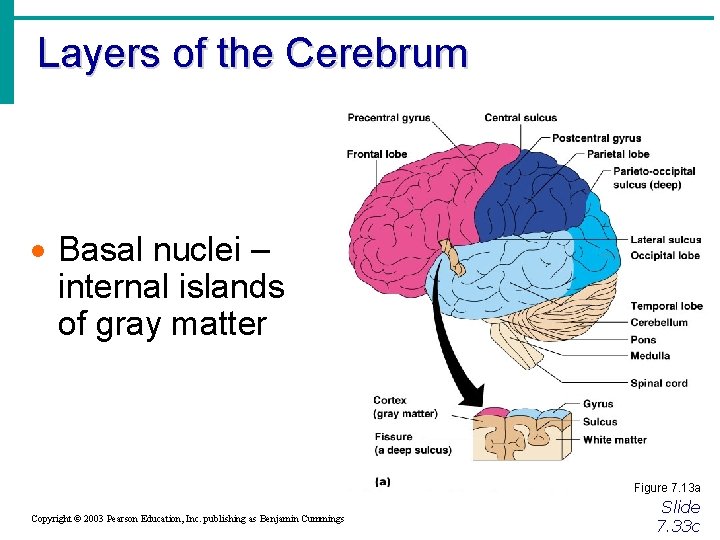 Layers of the Cerebrum · Basal nuclei – internal islands of gray matter Figure