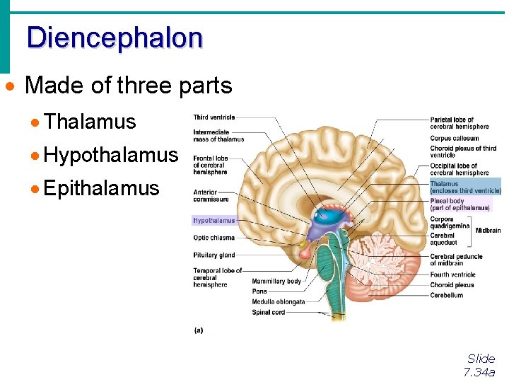 Diencephalon · Made of three parts · Thalamus · Hypothalamus · Epithalamus Slide 7.