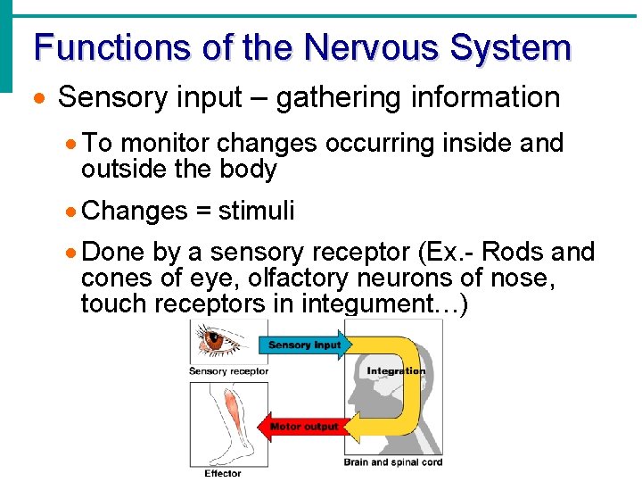Functions of the Nervous System · Sensory input – gathering information · To monitor