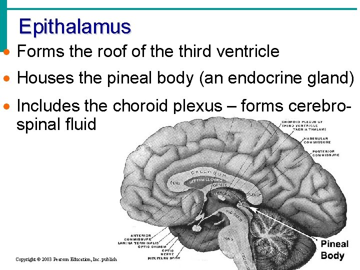 Epithalamus · Forms the roof of the third ventricle · Houses the pineal body