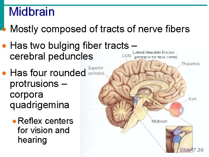 Midbrain · Mostly composed of tracts of nerve fibers · Has two bulging fiber
