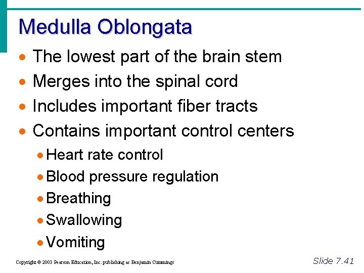 Medulla Oblongata · · The lowest part of the brain stem Merges into the