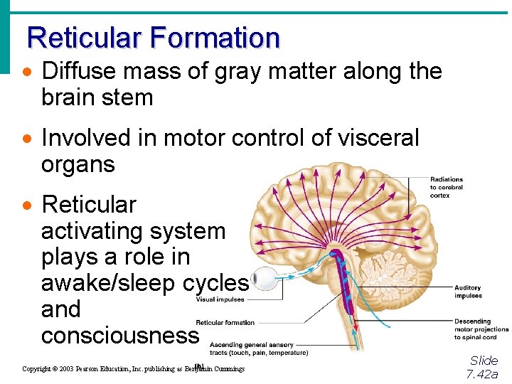 Reticular Formation · Diffuse mass of gray matter along the brain stem · Involved
