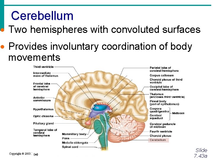Cerebellum · Two hemispheres with convoluted surfaces · Provides involuntary coordination of body movements